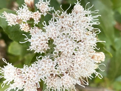 Ageratina havanensis, photographed by Gary Rogers