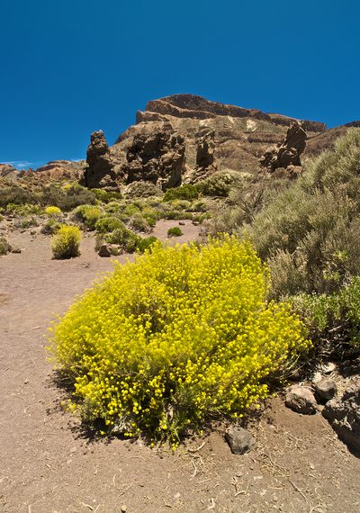 Descurainia bourgaeana, photographed by Jörg Hempel