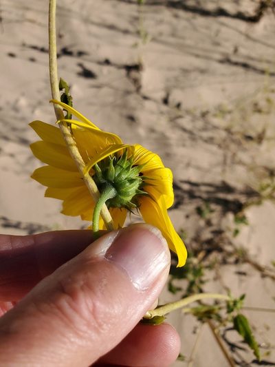 Helianthus neglectus, photographed by Craig Martin