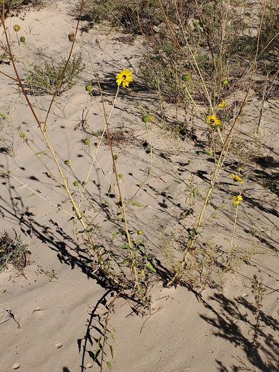 Helianthus neglectus, photographed by Craig Martin