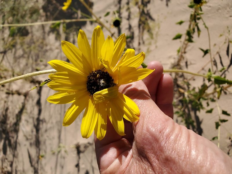 Helianthus neglectus, photographed by Craig Martin