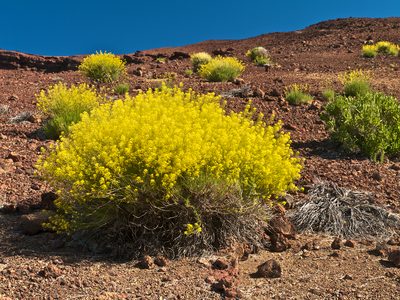Descurainia bourgaeana, photographed by Jörg Hempel