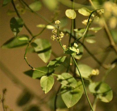 Orthosia virgata, photographed by Andrea Gantzer