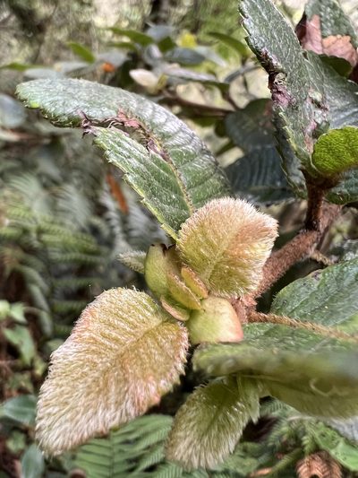 Weinmannia rollottii, photographed by Nicolás Baresch Uribe