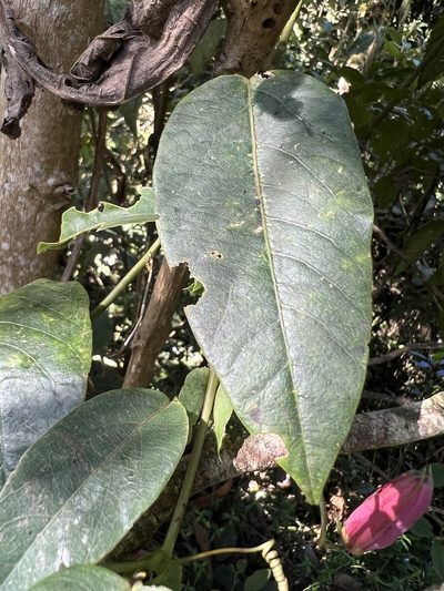 Passiflora longipes, photographed by Nicolás Baresch Uribe