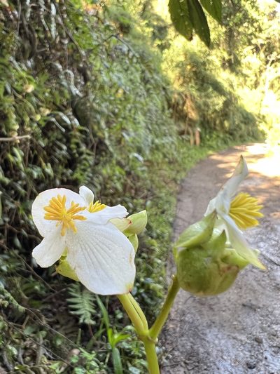 Begonia cornuta, photographed by Nicolás Baresch Uribe