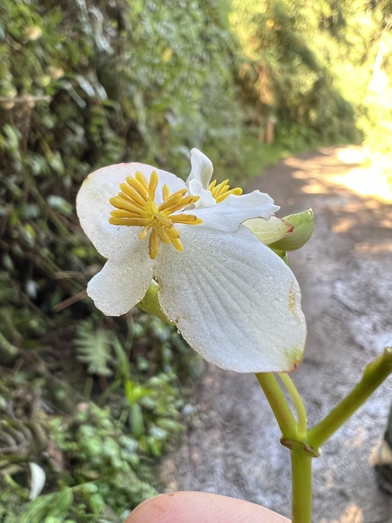 Begonia cornuta, photographed by Nicolás Baresch Uribe