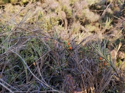 Lycium californicum, photographed by James C. Davis