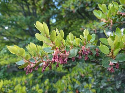 Nothofagus betuloides, photographed by María Regina Silva