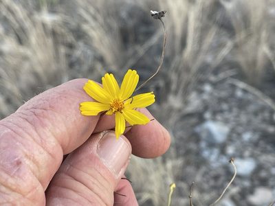 Thelesperma filifolium, photographed by CK2AZ