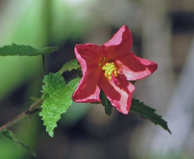 Pavonia missionum, photographed by Hugo Hulsberg