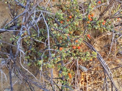 Lycium californicum, photographed by James C. Davis