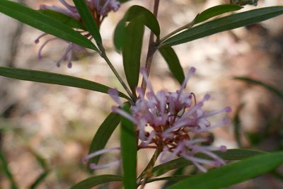 Grevillea sericea, photographed by Gary Williams