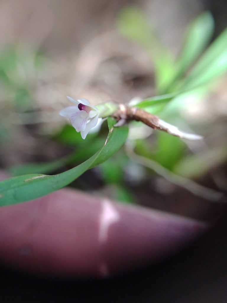 Scaphyglottis leucantha, photographed by Martha Lucia Ortiz-Moreno