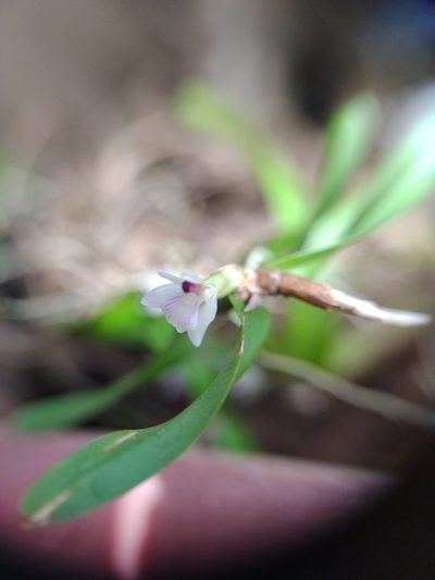 Scaphyglottis leucantha, photographed by Martha Lucia Ortiz-Moreno
