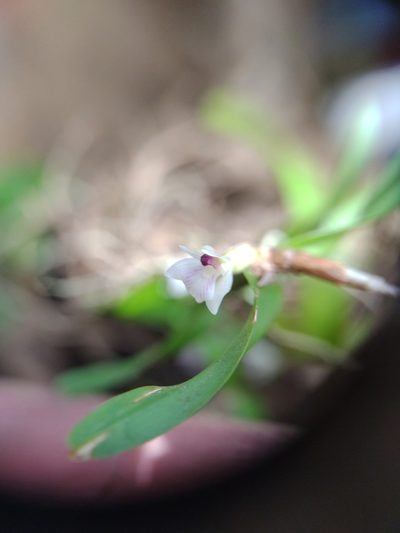 Scaphyglottis leucantha, photographed by Martha Lucia Ortiz-Moreno