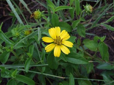 Aspilia pluriseta, photographed by Markus