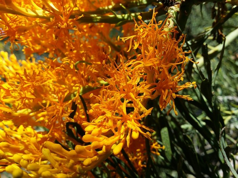 Nuytsia floribunda, photographed by Helium Luo