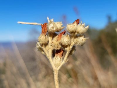 Malacothamnus orbiculatus, photographed by Daniel S.