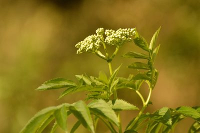 Sambucus australis, photographed by Andrea Gantzer