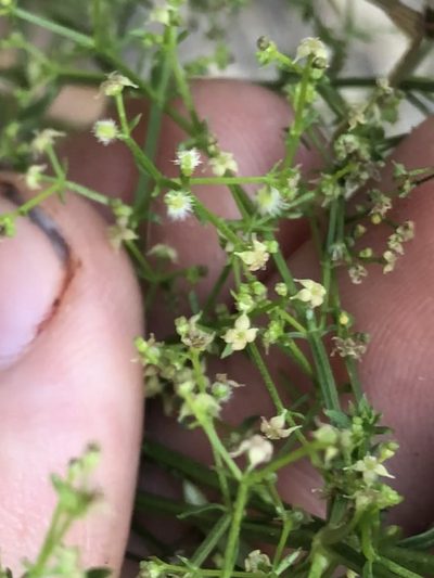 Trichogalium fendleri, photographed by Jared Shorma