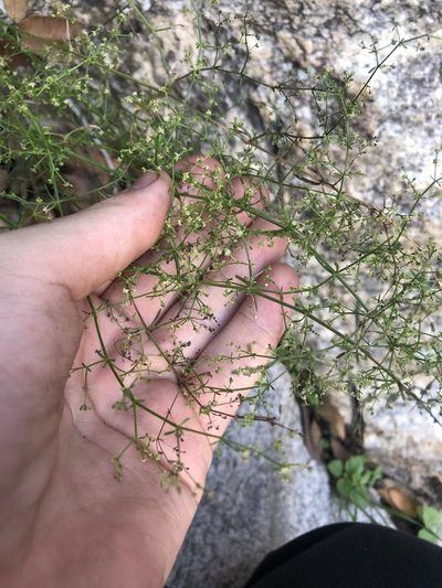 Trichogalium fendleri, photographed by Jared Shorma