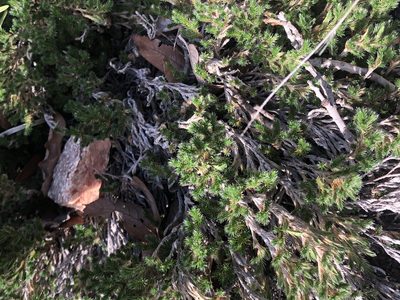 Selaginella rupincola, photographed by Jared Shorma