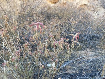 Castilleja linariifolia