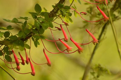 Tropaeolum pentaphyllum, photographed by Andrea Gantzer