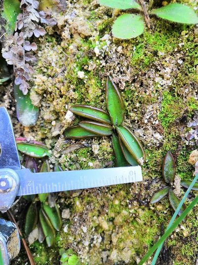 Pinguicula parvifolia, photographed by Ana Nuño