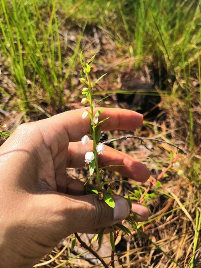 Vaccinium stenophyllum, photographed by Ana Nuño