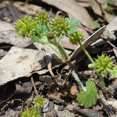 Hydrocotyle laxiflora, photographed by yatesy