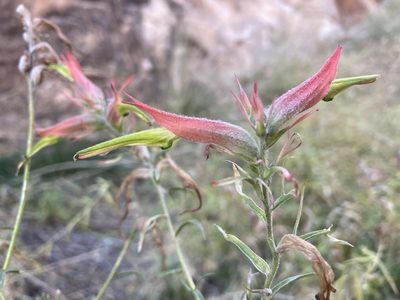 Castilleja linariifolia, photographed by Caleb Catto
