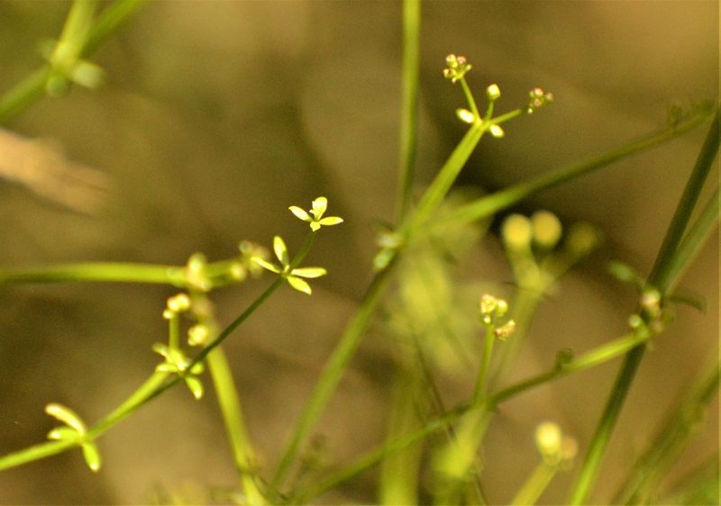 Trichogalium latoramosum, photographed by Andrea Gantzer