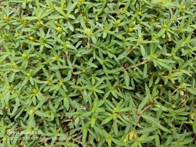 Pectis prostrata, photographed by Ong Jyh Seng