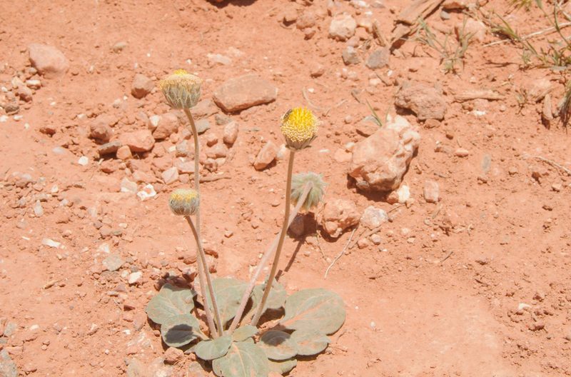 Encelia nutans, photographed by Rolf Lawrenz