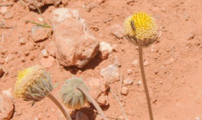 Encelia nutans, photographed by Rolf Lawrenz