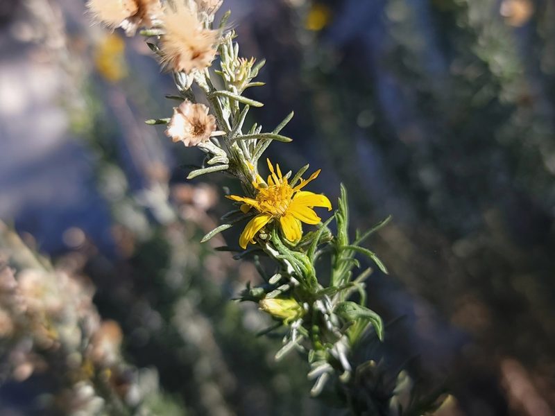 Ericameria pinifolia, photographed by Daniel S.