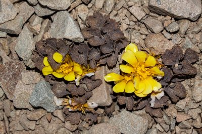 Ranunculus crithmifolius, photographed by Carey_Knox_Southern_Scales
