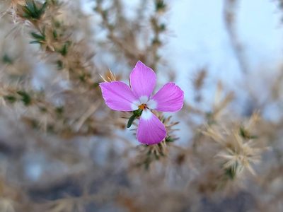 Linanthus californicus, photographed by Daniel S.