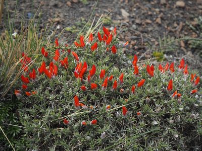 Anarthrophyllum desideratum, photographed by Peter Abrahamsen