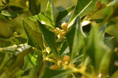Jodina rhombifolia, photographed by Andrea Gantzer