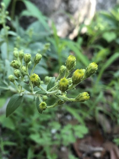 Solidago wrightii, photographed by Jared Shorma