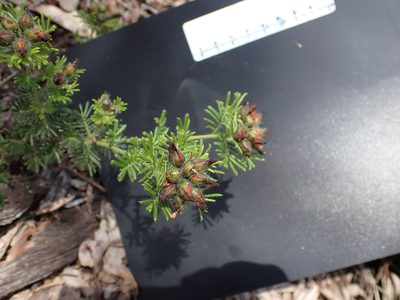 Gompholobium preissii, photographed by Mark Cliff