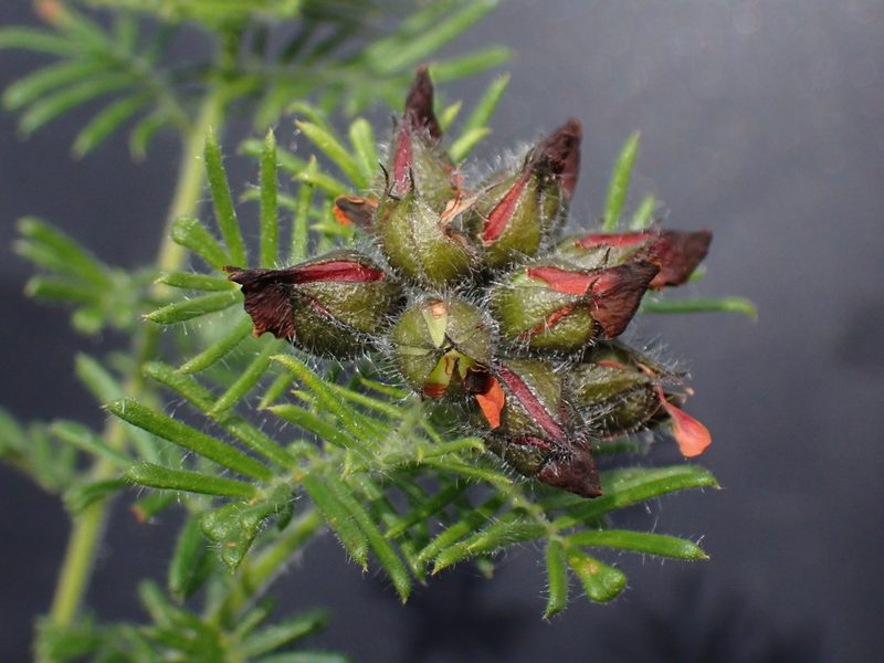 Gompholobium preissii, photographed by Mark Cliff