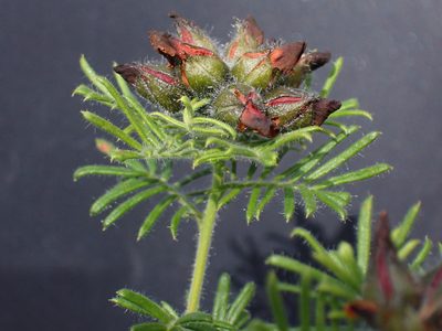 Gompholobium preissii, photographed by Mark Cliff