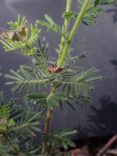 Gompholobium preissii, photographed by Mark Cliff