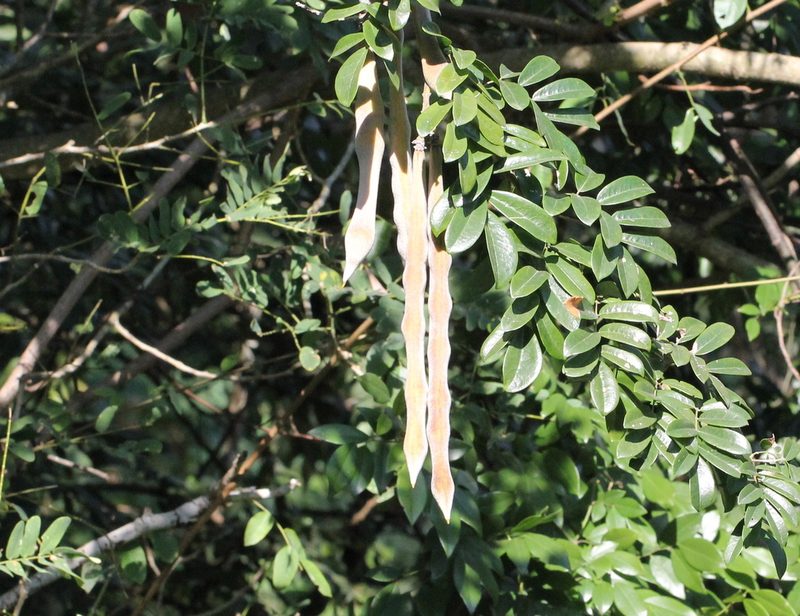 Nanhaia speciosa, photographed by Agnes Trekker