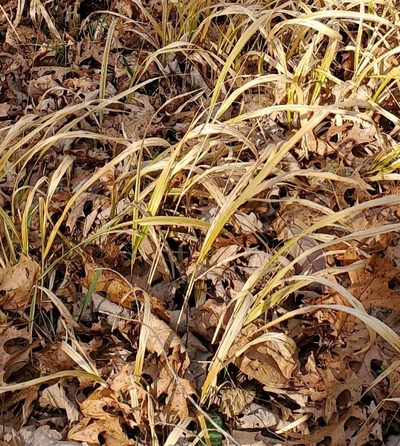 Diarrhena americana, photographed by Terri Koontz