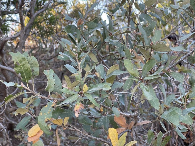 Quercus mohriana, photographed by CK2AZ